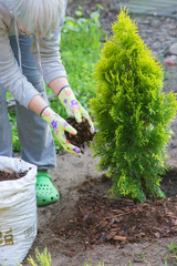 Planting plants step by step / ornamental shrub Thuja Golden Smaragd - mulching bark