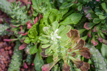 The cactus green nature in the botanical garden