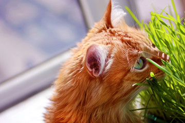 Red cat sits on balcony about green sprouts of oats in container.