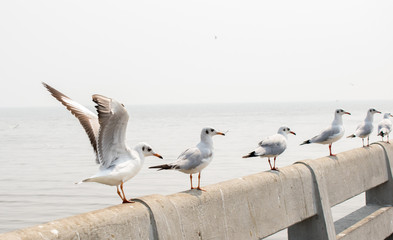 Seagull stand on stone terrace at the sea.