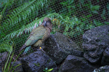 Kea Parrot