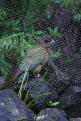 Kea in Aucland Zoo
