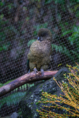 Kea in Aucland Zoo