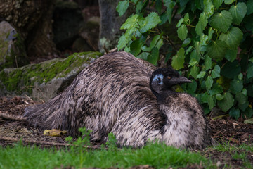 Naklejka premium At the Zoo