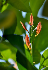 red buds and leaves of lemon tree on branch