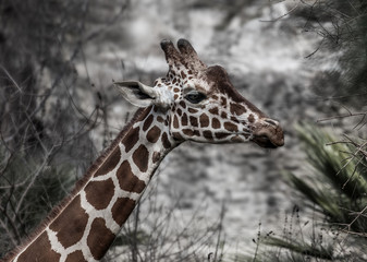 Funny Giraffe smells wrinkles his nose on stone backgroun in daytime