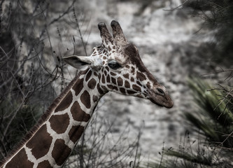 Pensive Giraffe with wistful look on stone backgroun in daytime