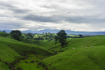 Obraz premium Green Fields