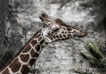Fototapeta premium Funny Giraffe hungs down ears on stone background in sunny day