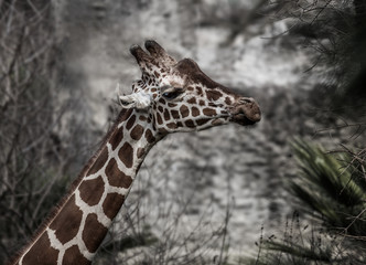 Funny chewing Giraffe on stone background in sunny day