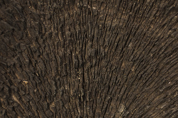 Death of an old tree. The texture of the tree in the stump.