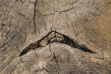 Death of an old tree. The texture of the tree in the stump.