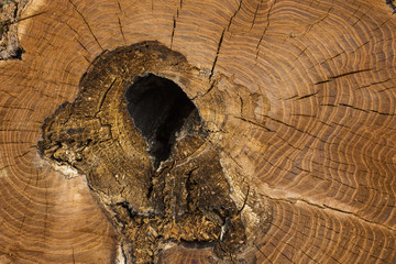 Death of an old tree. The texture of the tree in the stump.
