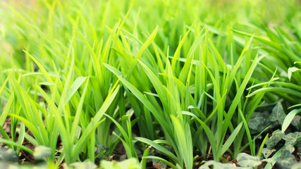 Fototapeta premium Fresh green spring grass closeup. Abstract Nature Background