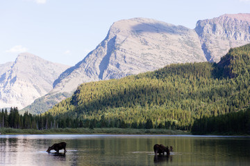 Lake with Moose