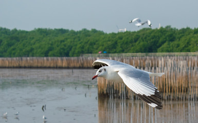 Seagulls are flying at the sea.