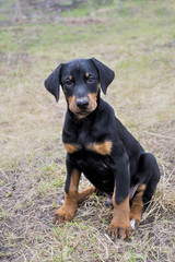 Obraz premium doberman pinscher puppy