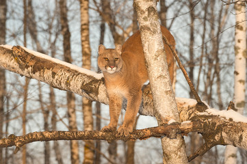 Adult Female Cougar (Puma concolor) Stares from Tree
