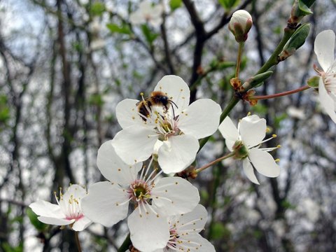 Bee pollinating fruit trees, April 2018, Germany