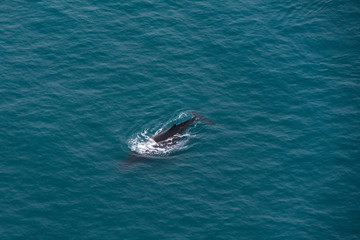 Naklejka premium A whale near Kaikoura