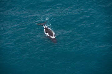 Obraz premium A whale near Kaikoura
