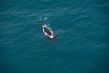 A whale near Kaikoura