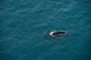 A whale near Kaikoura