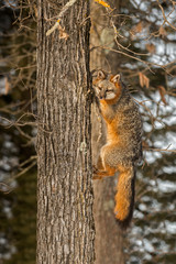 Grey Fox (Urocyon cinereoargenteus) Hangs on Side of Tree