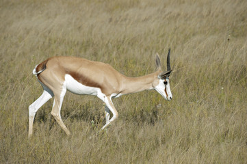 Namibia