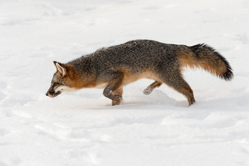 Grey Fox (Urocyon cinereoargenteus) Stalks Left Head Down