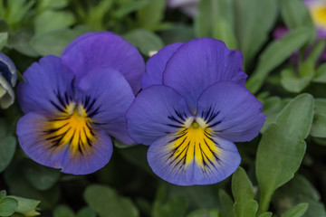 bratek, niebieski kwiat, żółty środek - 201270993