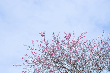 Spring color