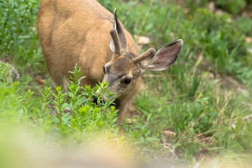 Deer -- Gallatin River 