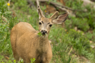 Deer -- Gallatin River 