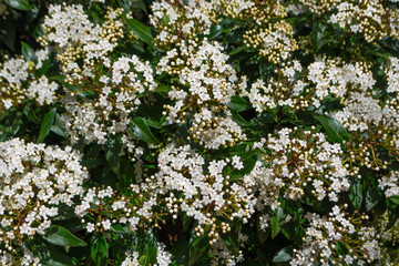 Obraz premium Spring color