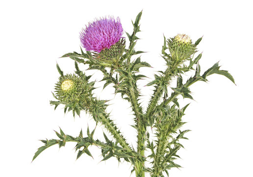 Thistle On A White Background