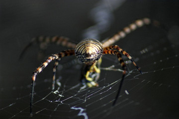 aranha