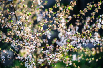 Beautiful cherry tree with branches of white blooming flowers. Natural spring blossoms soft background