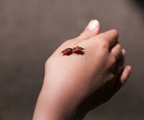 Zwei Feuerkäfer im Liebestanz auf der Hand eines Kindes