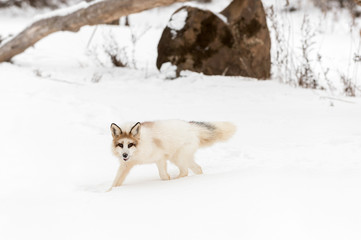 Red Marble Fox (Vulpes vulpes) Walks Left