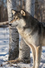 Grey Wolf (Canis lupus) Intense Look Left