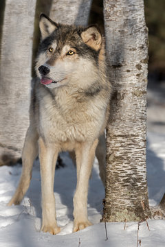 Grey Wolf (Canis lupus) Sticks Out Tongue Next to Tree