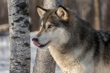 Grey Wolf (Canis lupus) Licks Nose
