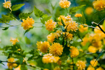 Orange spring flowers