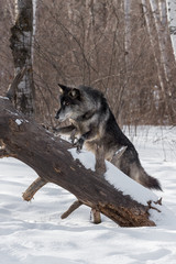 Black Phase Grey Wolf (Canis lupus) Paw Up on Log