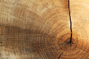 Fototapeta premium Holzstruktur mit Riss