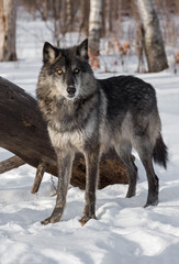 Black Phase Grey Wolf (Canis lupus) Stands in Front of Log