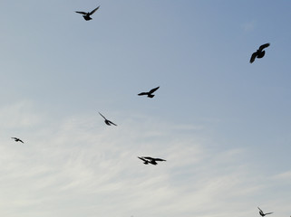 Birds isolated flying in the blue sky