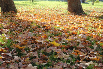 Yellow autumn leaves in a sunny park