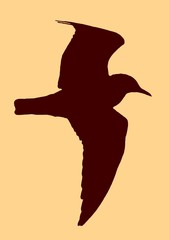 Möwe Silhouette 